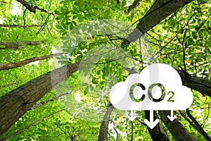 low angle view of a green forest with CO2 reduction icon. CO2 reduction concept