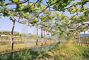 Low angle view of green grape vines in a row of vineyard