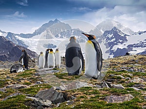 King penguins and a dramatic mountain landscape on South Georgia Island.