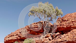 low angle view of a gum tree at kings canyon