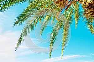 Low Angle View of Hanging Long Spiky Feathery Palm Tree Leaves on Clear Blue Turquoise Sky Background. Bright Summer Sunlight