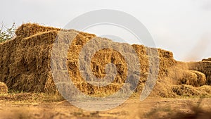 Low angle view. Heaps of straw bales from harvested rice fields piled up in dense rows