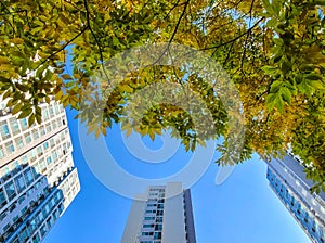 low angle view of high-rise apartment building with colored leaves