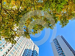 low angle view of high-rise apartment building with colored leaves