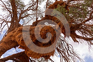 Low angle view of huge sociable weaver nests built in a tree in the Namib desert