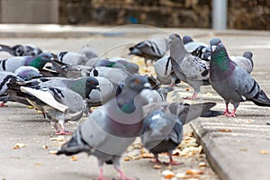 Low angle view of a hungry flock of pigeons eating bread in the street