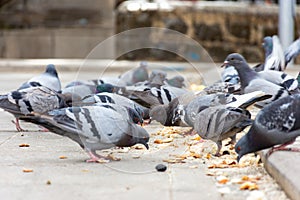 Low angle view of a hungry flock of pigeons eating bread in the street