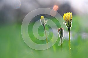 low angle view image of fresh grass and spring flowers. freedom and renewal concept. photo