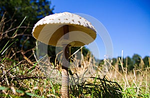 Low angle view on isolated parasol mushroom Macrolepiota in dry and green meadow against blue sky. Blurred trees background.