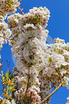 Low angle view on isolated wild white and little pink cherry blossom tree prunus avium against dark blue cloudless clear sky