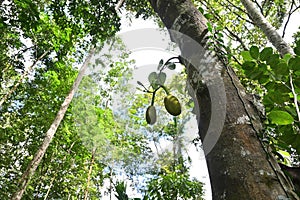 Low angle view of a Jack tree trunk with the hanging young jack fruits