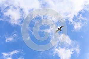 A Japanese kamome seagull flying in a blue sky. photo