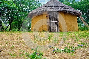 Low angle view of jungle bamboo,