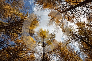 Low angle view of larch forest
