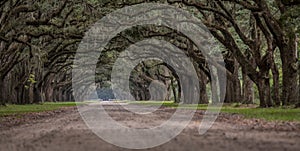 Low Angle View of Live Oak Trees
