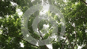 Low angle view look up at the top of the natural greenery tropical rainforest trees with sunshines