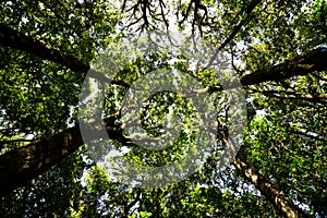 Low angle view looking up of abundance tropical forest tree with green leaves in the mountain