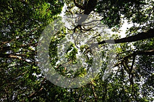 Low angle view looking up of abundance tropical forest tree with green leaves in the mountain