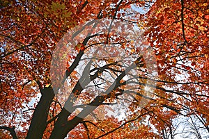 Low angle view of the maple tree with a lens flare
