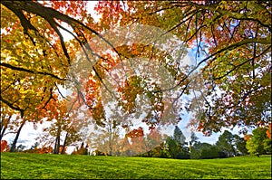 Low angle view of the maple tree with a lens flare