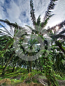 Low angle view oil palm trees with cloudy sky in Aceh Indonesia, January 2021