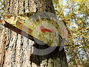 Low angle view of an old and weathered sign on the trunk of the tree pointing to the left