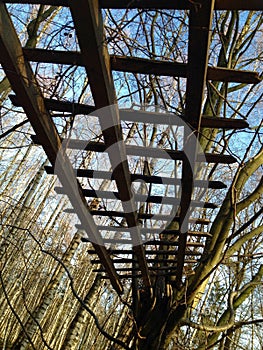 Low angle view of an old wooden fence high in the trees against blue sky