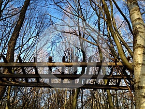 Low angle view of an old wooden fence high in the trees against blue sky