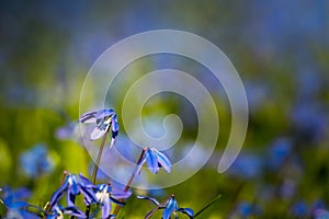 Low angle view of one speciman of large group of blue blooming squill flowers in focus in public park in sunlight and shadow on