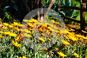 Low angle view of orange flowers in the garden with a background of lush green trees