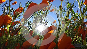 Low Angle View of Orange Poppy Flowers Blowing in a Morning Breeze