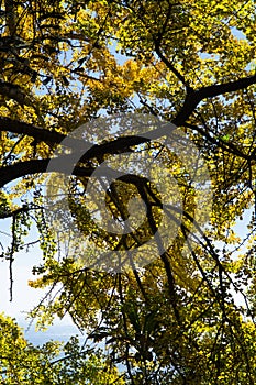 Low angle view over trees branches and orange, green leaves under the sun light