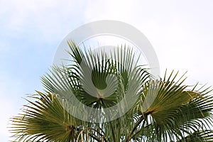 Low angle view of palm leaves against sky.