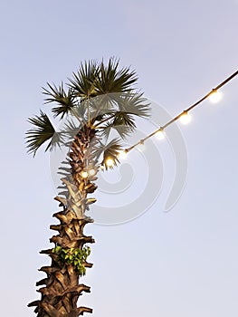 Low Angle View of Palm Tree with Hanging Illuminated Light Bulbs