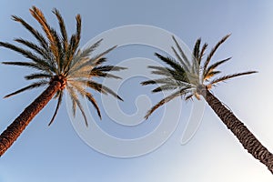 Low angle view of palm trees against blue sky.