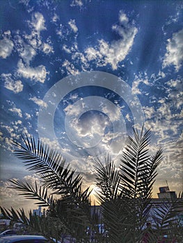 low angle view of palm trees against sky