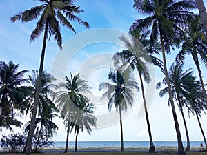 Low angle view of palm trees on tropical beach