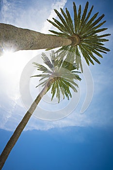Low angle view on palm trees in a tropical travel destination