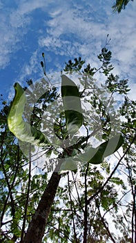 Low angle view of parkia speciosa petai tree with fruits hanging on the stem against cloud-sky