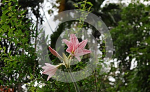 Low angle view of a pink Netted veined Amaryllis flower cluster with the water drops