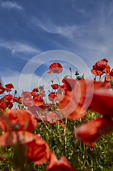 low angle view of a poppy flower field with blue sky above