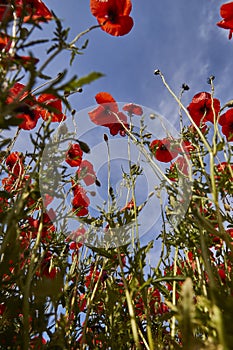 low angle view of a poppy flower field with blue sky above