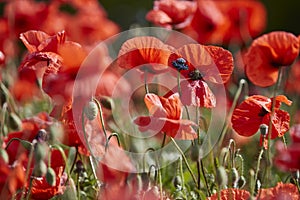 low angle view of a poppy flower field with selective focus
