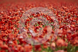 low angle view of a poppy flower field with selective focus