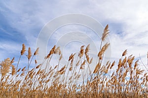 Low angle view of prairie grass blowing in the wind