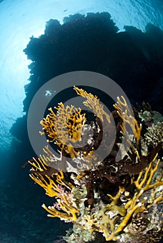 Low angle view of a pristine tropical coral reef.