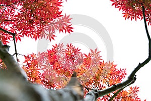 Low angle view of red maple leaf tree, backgrounds and texture concept