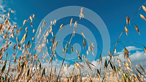 Low angle view of ripe oat crops in field ready for harvest