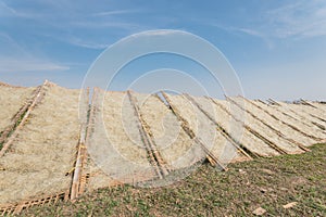 Upward view row of bamboo fences with Vietnamese rice vermicelli drying in the sun outside of Hanoi, Vietnam