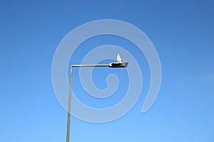 Low-angle view of a seagull perched on a streetlamp.